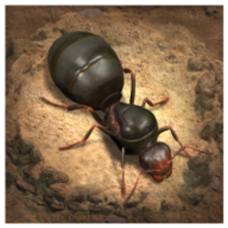 小小蚁国国际版官方正版(The Ants)